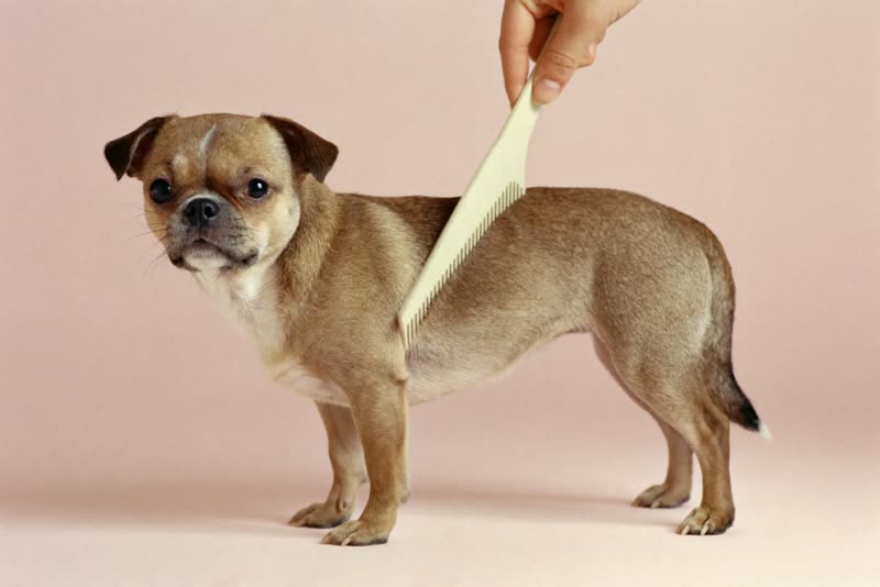 A small dog standing side-on while its coat is combed