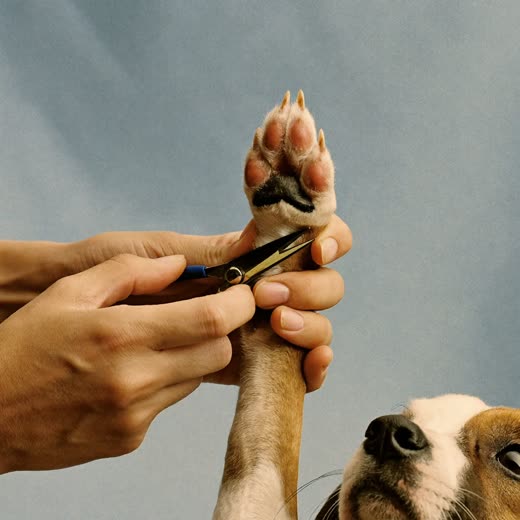 Hands holding a small dog's paw during a nail trim