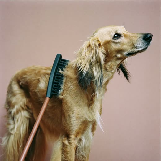 A long-coated dog being brushed with a slicker brush