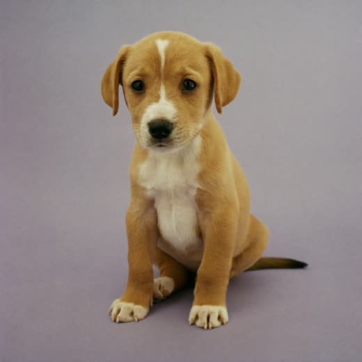 A small puppy sitting calmly on a pastel background